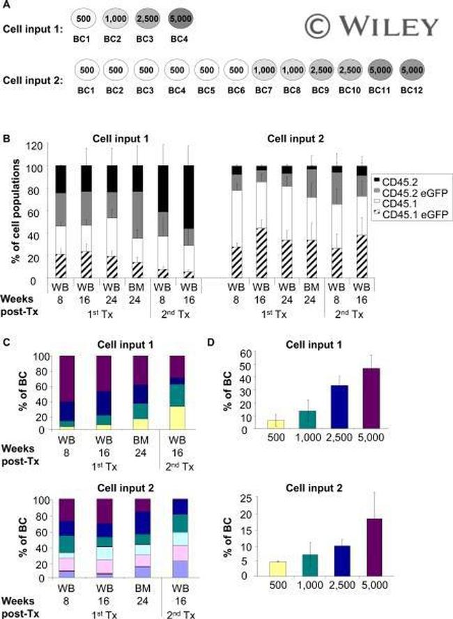 CD45.1 Antibody in Flow Cytometry (Flow)