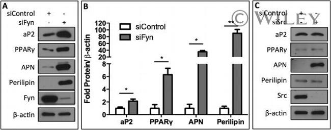 Adiponectin Antibody in Western Blot (WB)