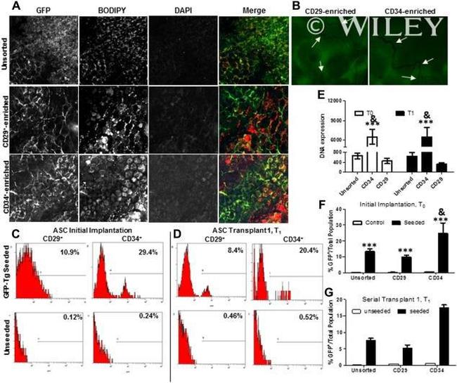 CD29 (Integrin beta 1) Antibody in Flow Cytometry (Flow)