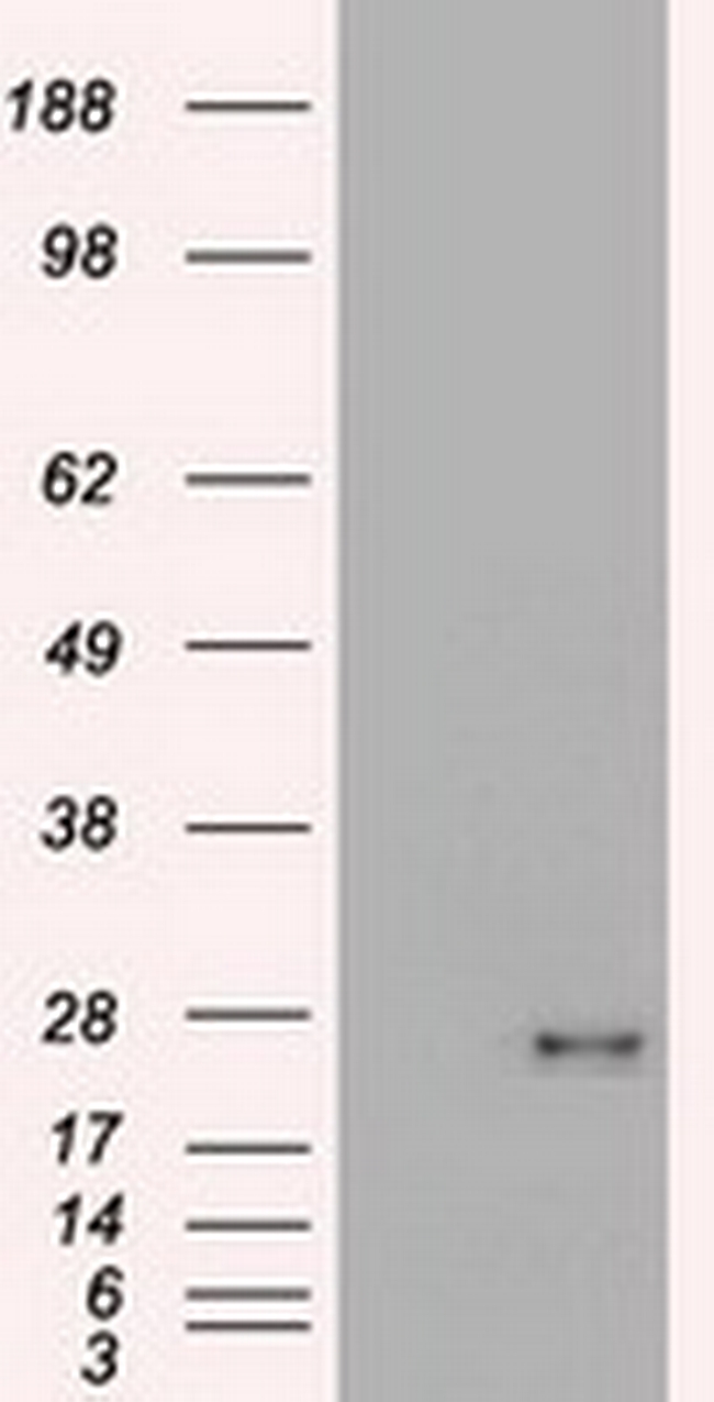 VEGF Antibody in Western Blot (WB)