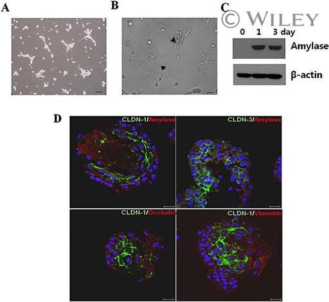 Claudin 3 Antibody in Immunocytochemistry (ICC/IF)