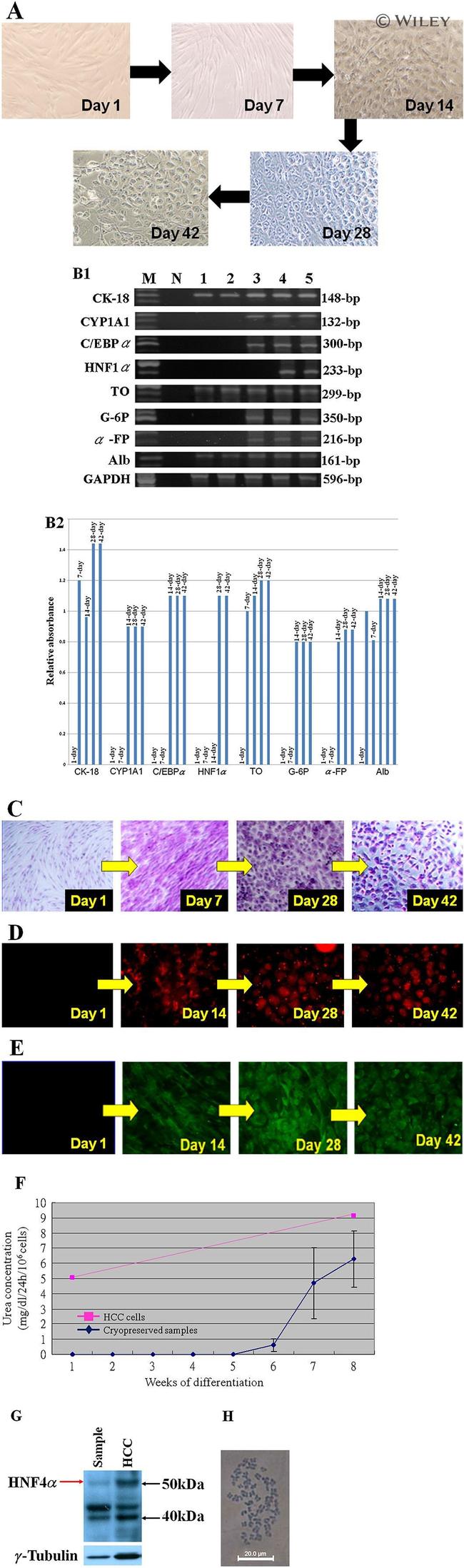 Bovine Serum Albumin Antibody in Immunocytochemistry (ICC/IF)