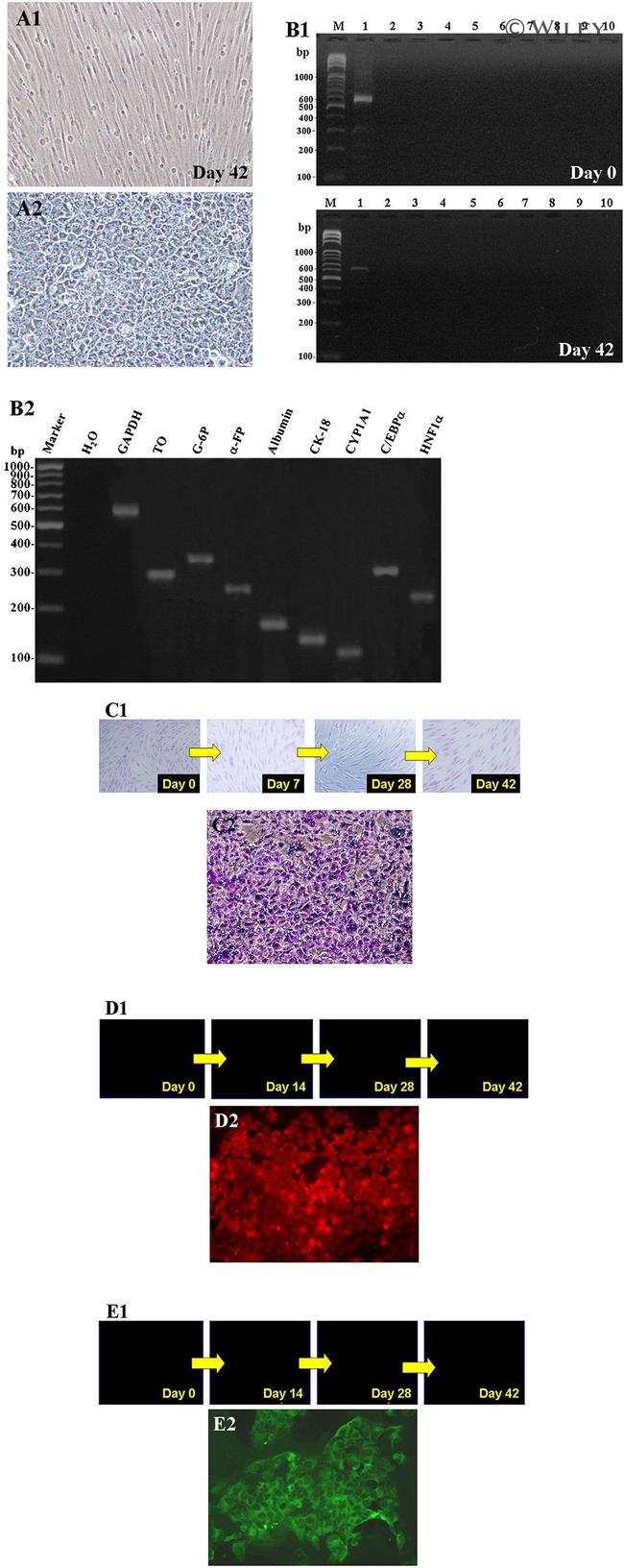 Bovine Serum Albumin Antibody in Immunocytochemistry (ICC/IF)