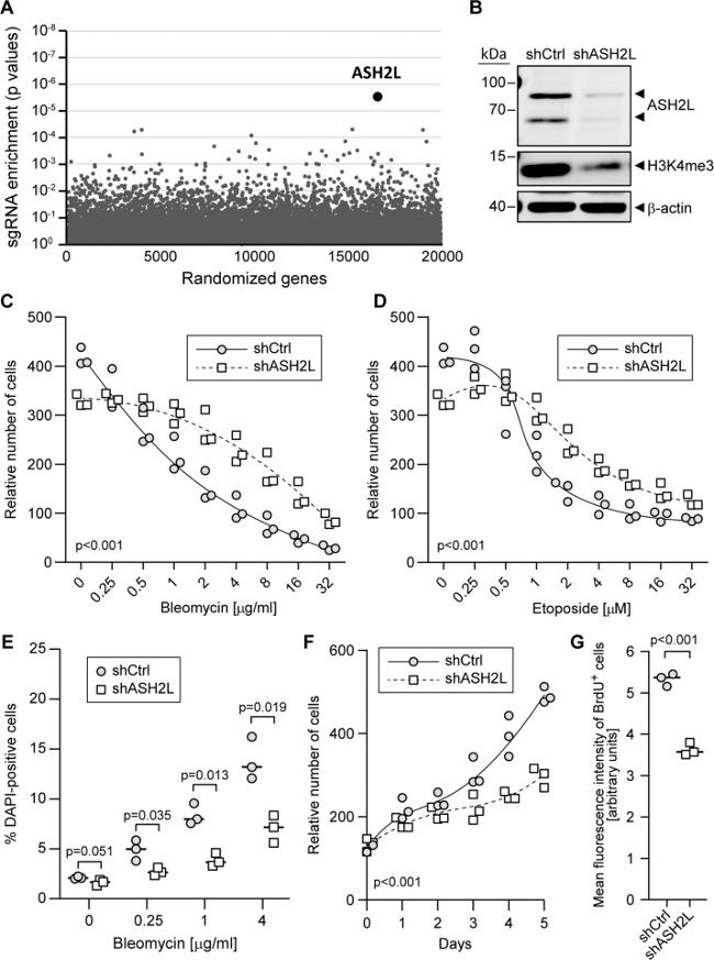 BrdU Antibody in Flow Cytometry (Flow)