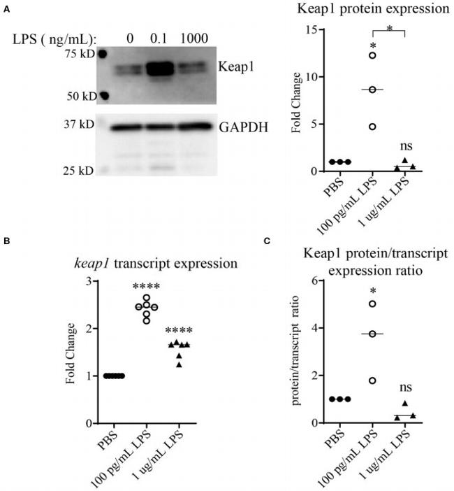 Nrf2 Antibody in Western Blot (WB)