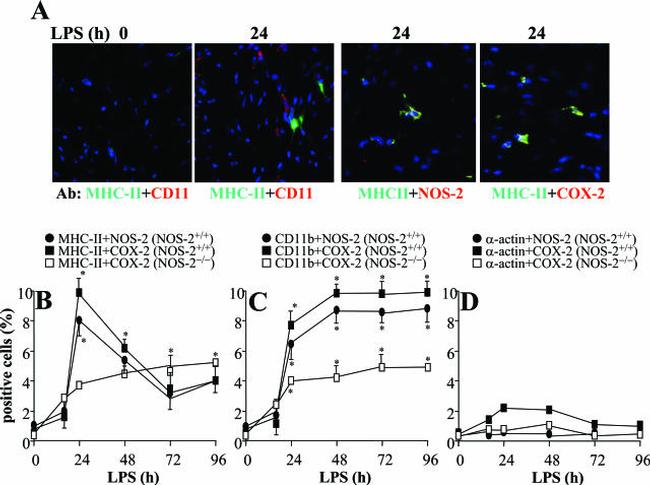 MHC Class II (I-A/I-E) Antibody in Immunohistochemistry (Frozen) (IHC (F))