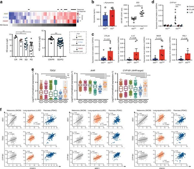 FOXP3 Antibody in Flow Cytometry (Flow)