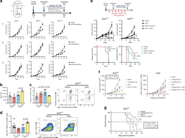 MHC Class II (I-A/I-E) Antibody in Flow Cytometry (Flow)