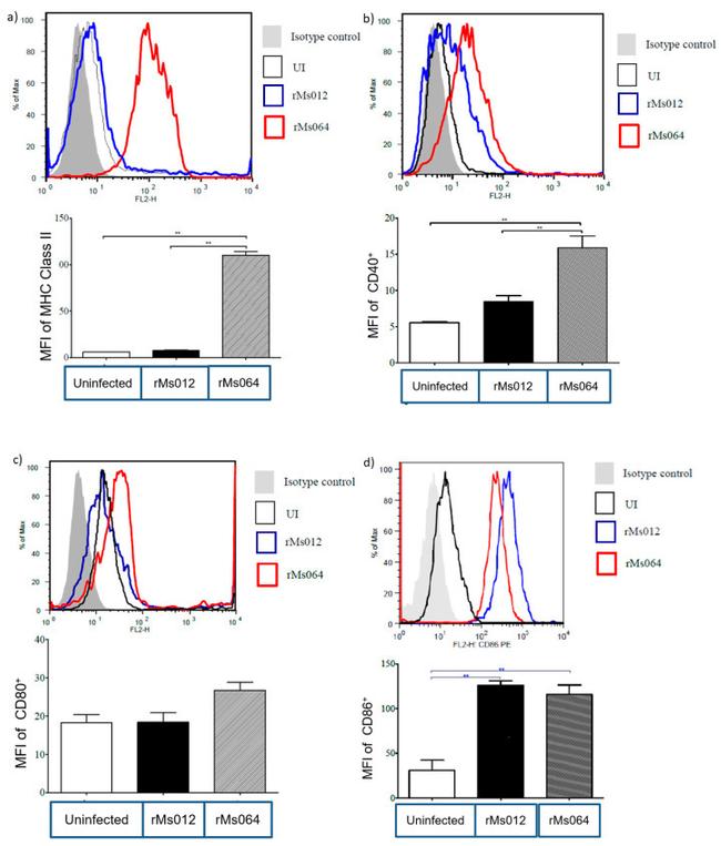 MHC Class II (I-A/I-E) Antibody in Flow Cytometry (Flow)