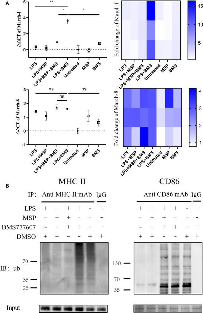MHC Class II (I-A/I-E) Antibody in Immunoprecipitation (IP)