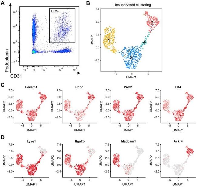 Podoplanin Antibody in Flow Cytometry (Flow)