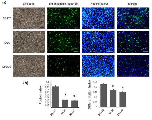 Myogenin Antibody in Immunocytochemistry (ICC/IF)