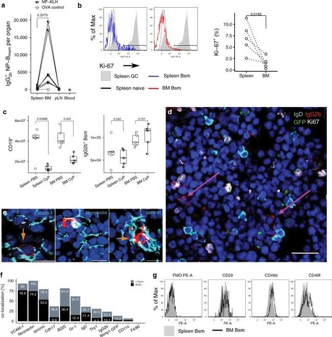 Ki-67 Antibody in Flow Cytometry (Flow)