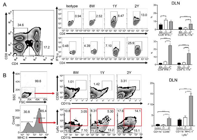 IFN gamma Antibody in Flow Cytometry (Flow)