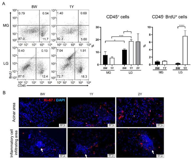 Ki-67 Antibody in Immunohistochemistry (IHC)