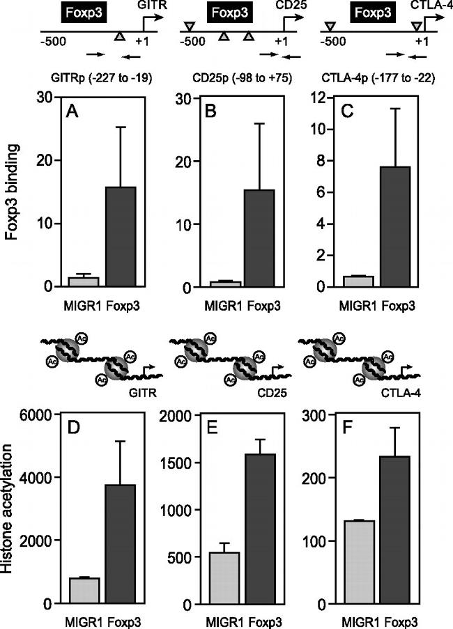 FOXP3 Antibody in ChIP Assay (ChIP)