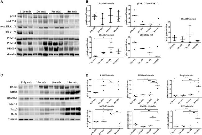 FOXP3 Antibody in Western Blot (WB)