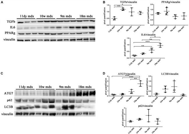 Vinculin Antibody in Western Blot (WB)