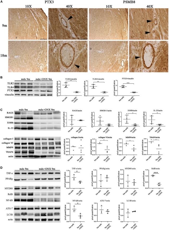 Vinculin Antibody in Western Blot (WB)