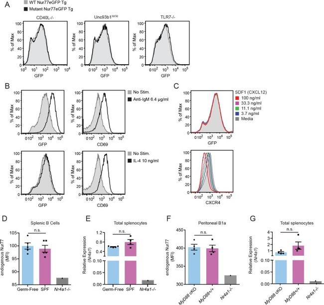 Nur77 Antibody in Flow Cytometry (Flow)