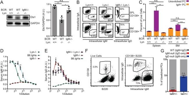 IgM Antibody in ELISA (ELISA)