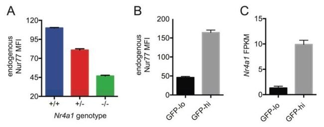 Nur77 Antibody in Flow Cytometry (Flow)