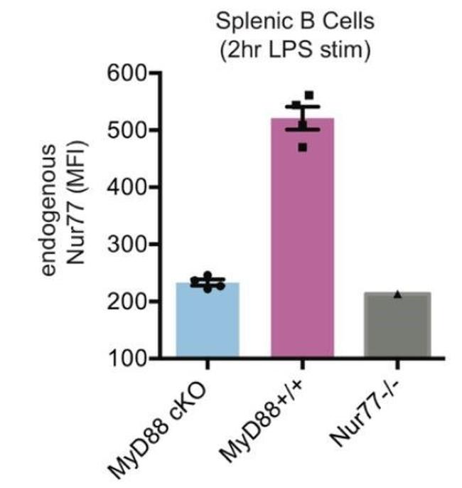 Nur77 Antibody in Flow Cytometry (Flow)