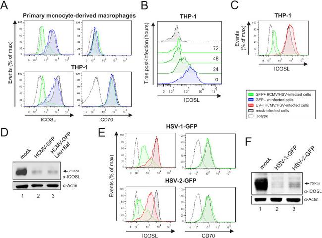 CD275 (B7-H2) Antibody in Flow Cytometry (Flow)