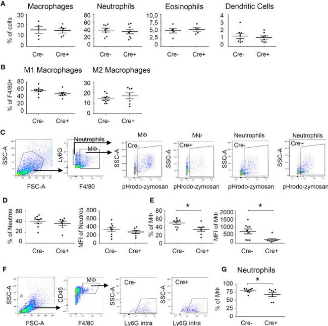 Ly-6G/Ly-6C Antibody in Flow Cytometry (Flow)