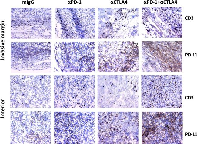 CD274 (PD-L1, B7-H1) Antibody