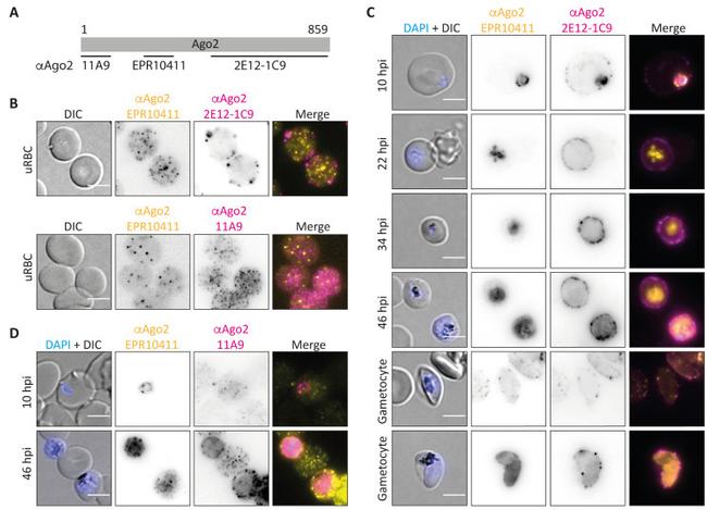 AGO2 Antibody in Immunocytochemistry (ICC/IF)