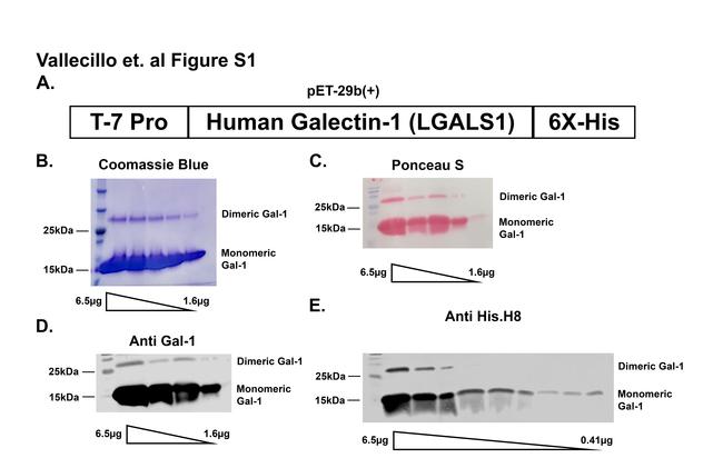 6x-His Tag Antibody in Western Blot (WB)