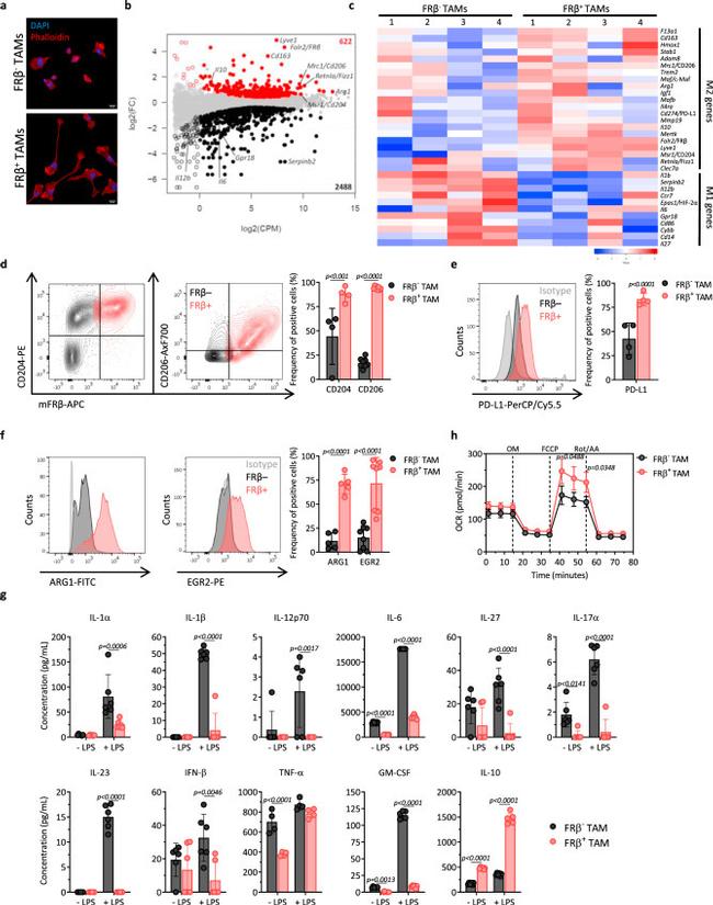 EGR2 Antibody in Flow Cytometry (Flow)