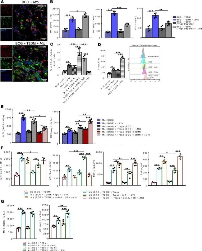 IL-13 Antibody in Immunocytochemistry (ICC/IF)