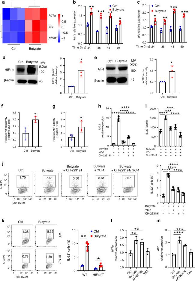 IL-22 Antibody in Flow Cytometry (Flow)