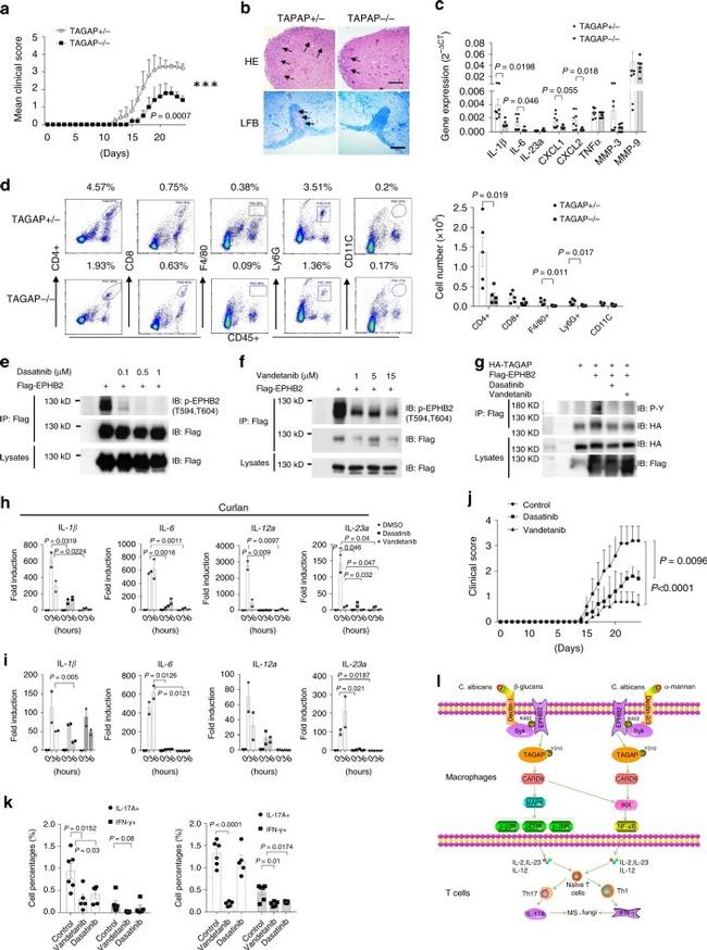 IFN gamma Antibody in Flow Cytometry (Flow)