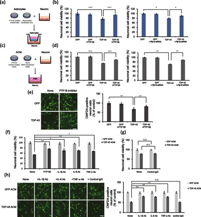 TNF alpha Antibody in Neutralization (Neu)