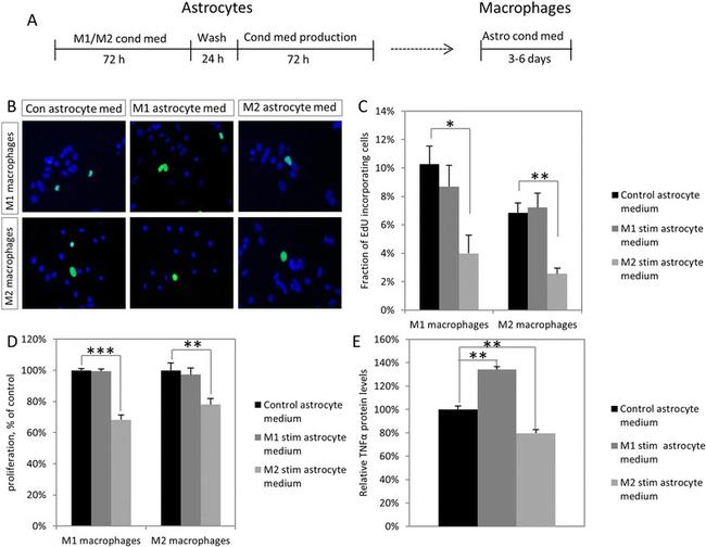 TNF alpha Antibody in ELISA (ELISA)