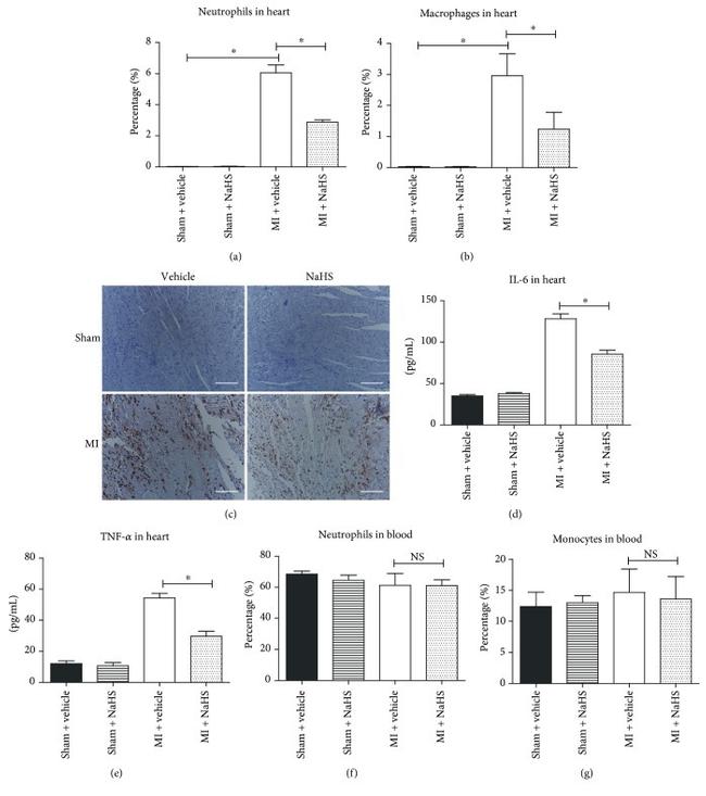 TNF alpha Antibody in ELISA (ELISA)