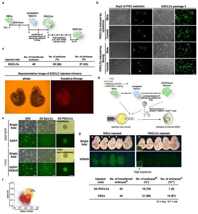 SSEA1 Antibody in Flow Cytometry (Flow)