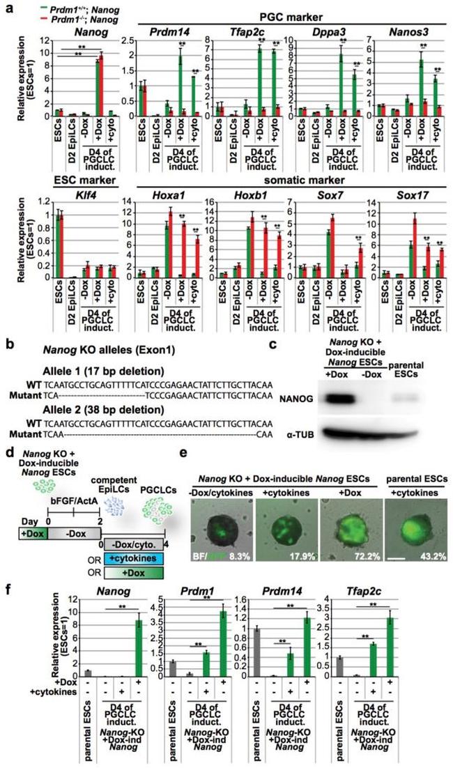 Nanog Antibody in Western Blot (WB)