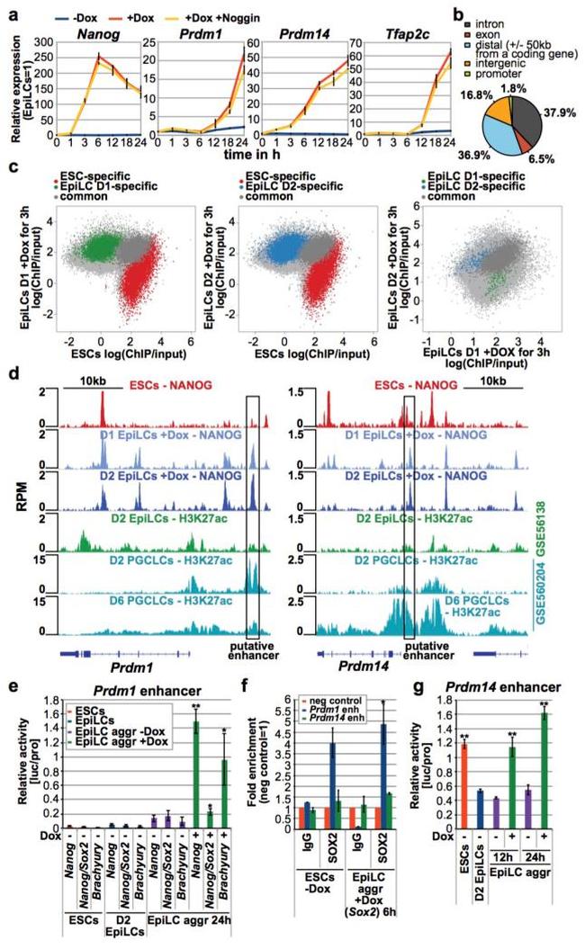 Nanog Antibody in ChIP Assay (ChIP)