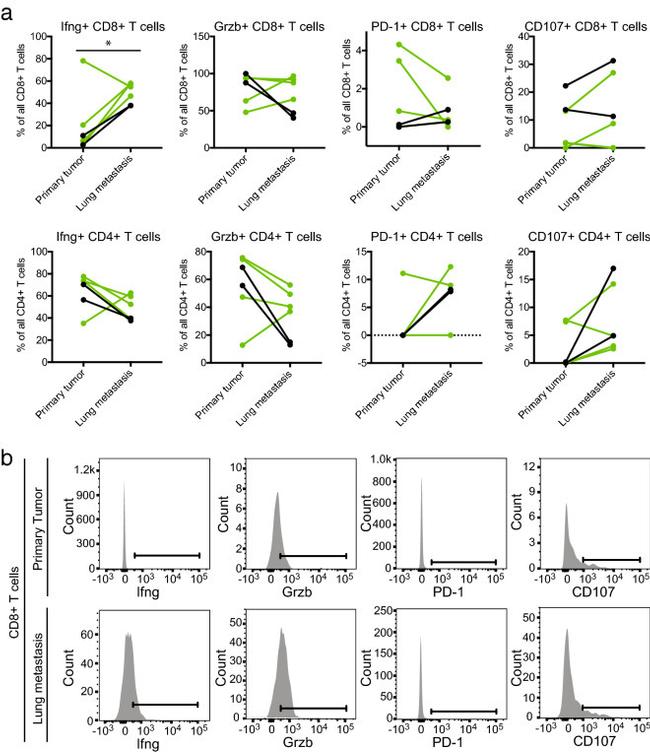 Granzyme B Antibody in Flow Cytometry (Flow)