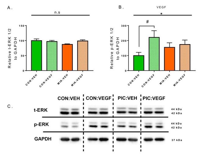 ERK1/2 Antibody in Western Blot (WB)