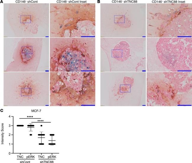 Phospho-ERK1/2 (Thr202, Tyr204) Antibody in Immunohistochemistry (IHC)