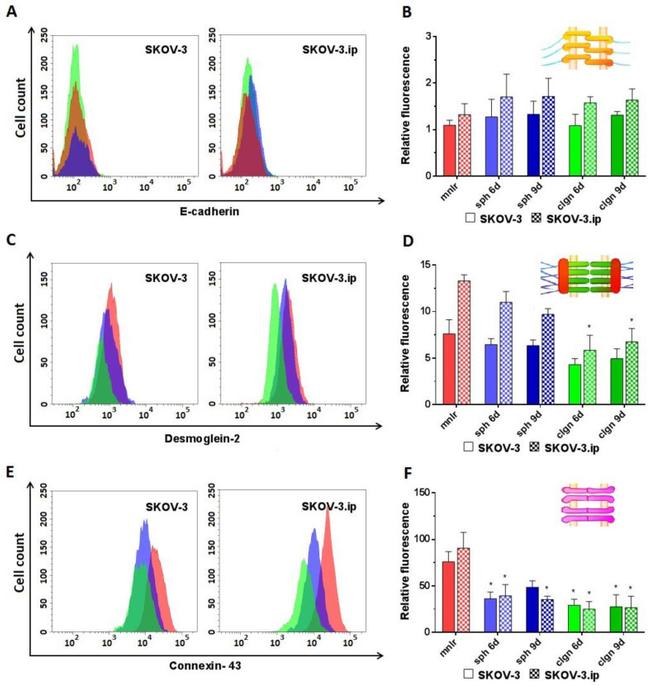 E-cadherin Antibody in Flow Cytometry (Flow)