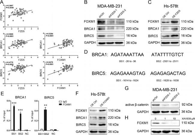 FOXM1 Antibody in Western Blot (WB)