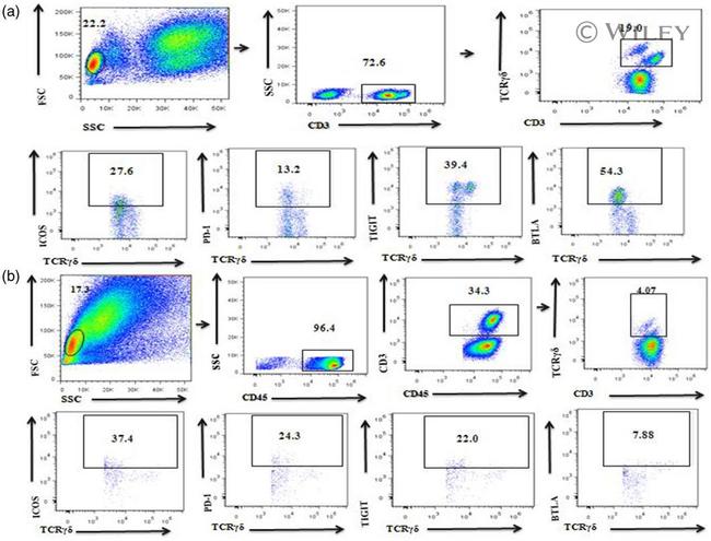 TIGIT Antibody in Flow Cytometry (Flow)