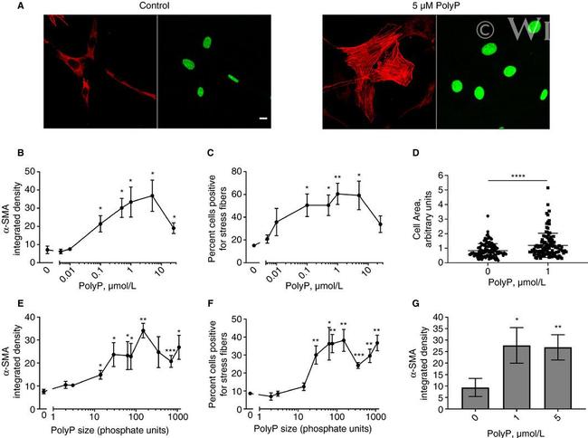 Alpha-Smooth Muscle Actin Antibody in Immunocytochemistry (ICC/IF)