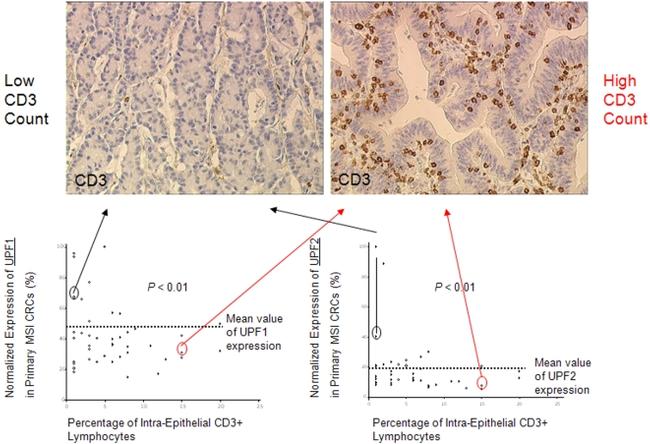 CD3e Antibody in Immunohistochemistry (IHC)